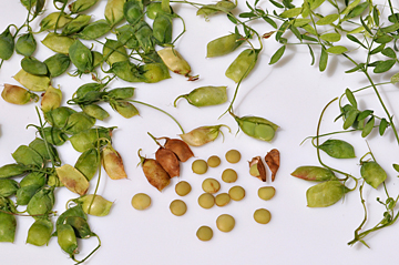Lentil